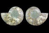 Sliced Ammonite Fossil - Agatized #123187-1